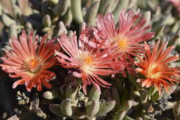 Image of Astridia longifolia (L. Bol.) L. Bol.