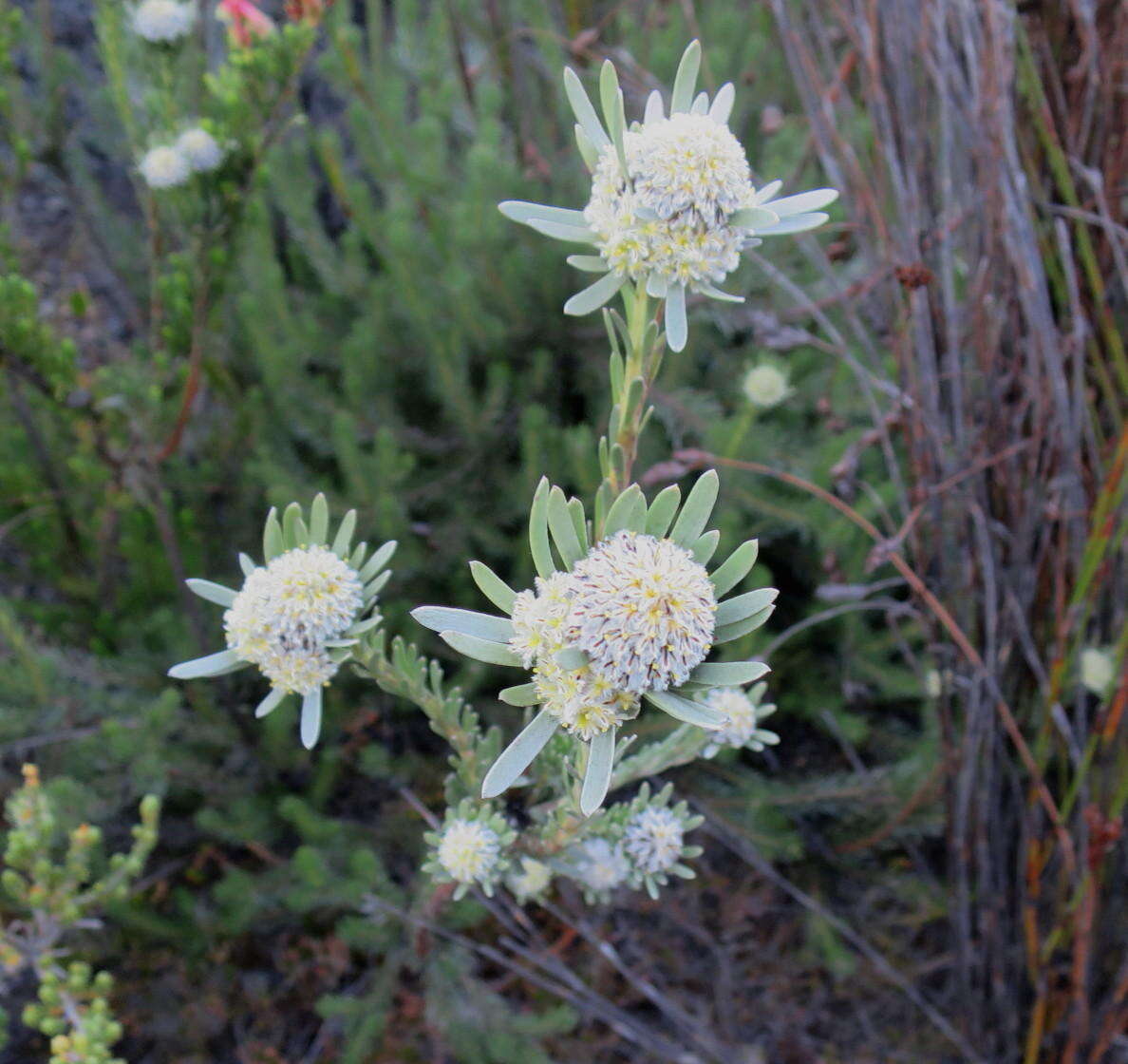 Image of Leucadendron singulare I. Williams