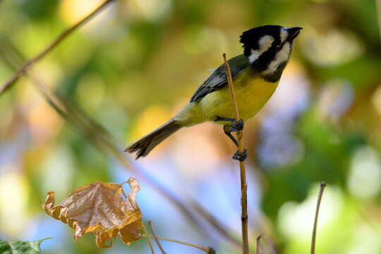 Image of Falcunculidae