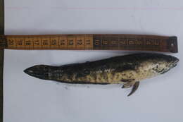 Image of Spotted snakehead