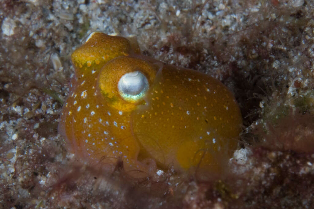 Image of Koch's Bottletail Squid