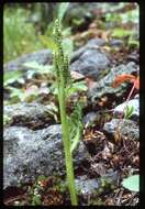 Image of Western Moonwort