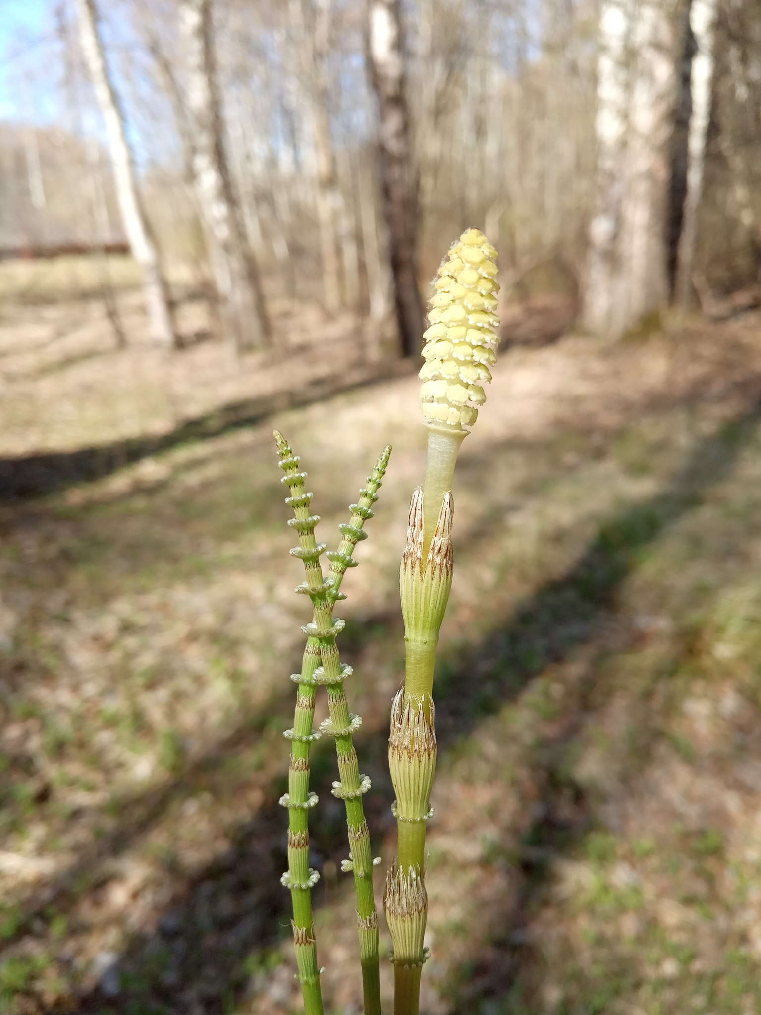 Image of Shady Horsetail