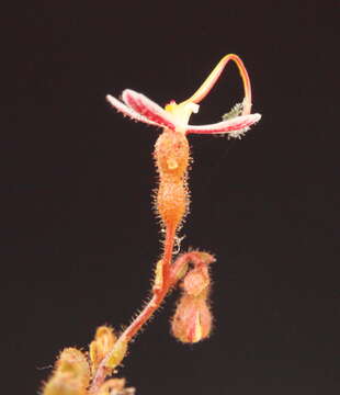 Image of Stylidium arenicola Carlq.