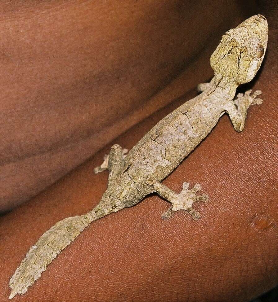 Image of Gunther's FIat-tail Gecko