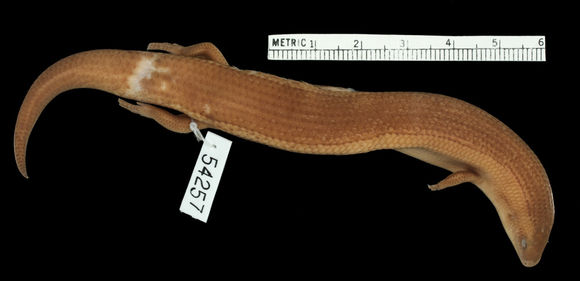 Image of Duméril's Short-legged Skink