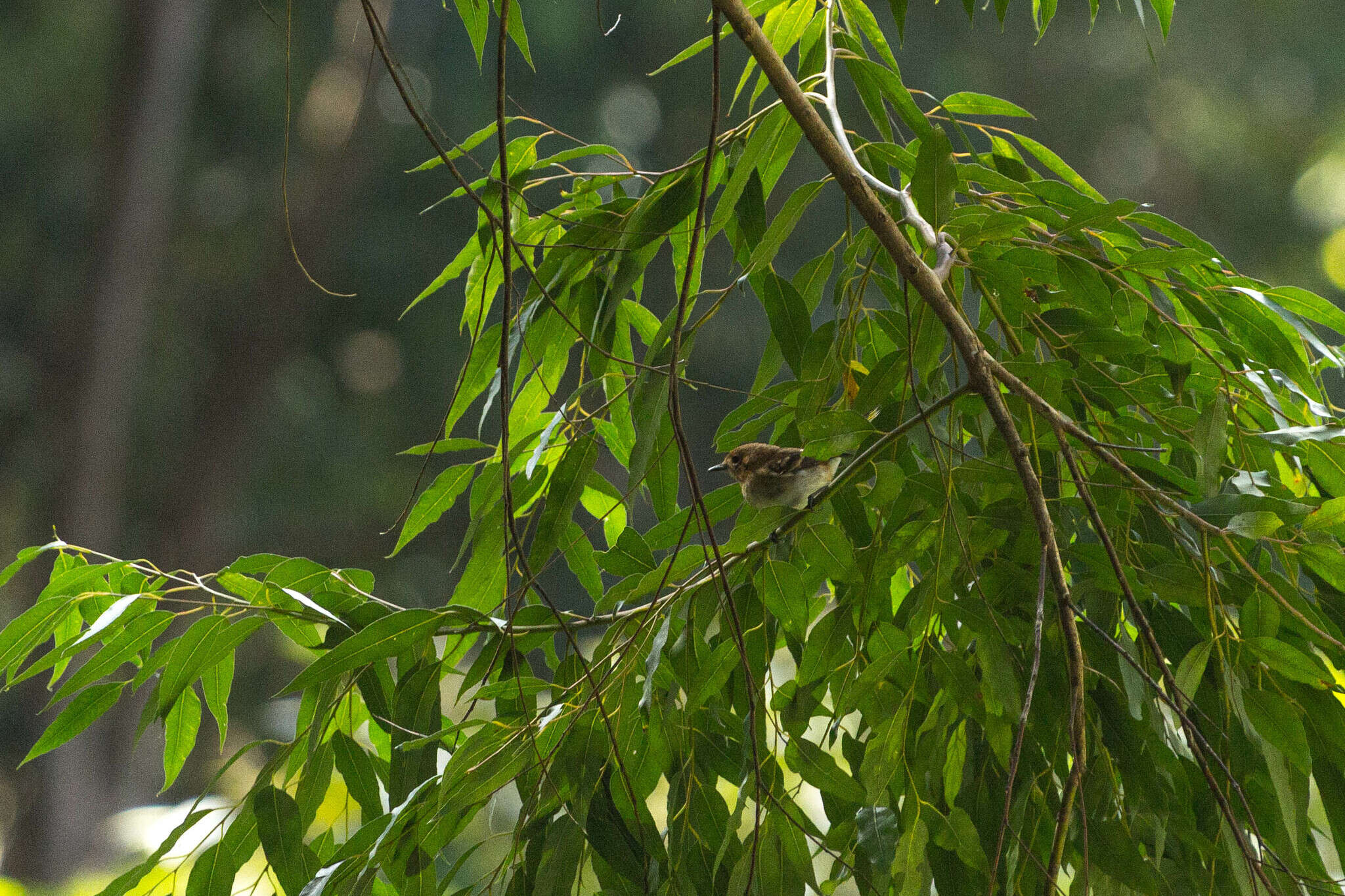 Image of Oahu Elepaio