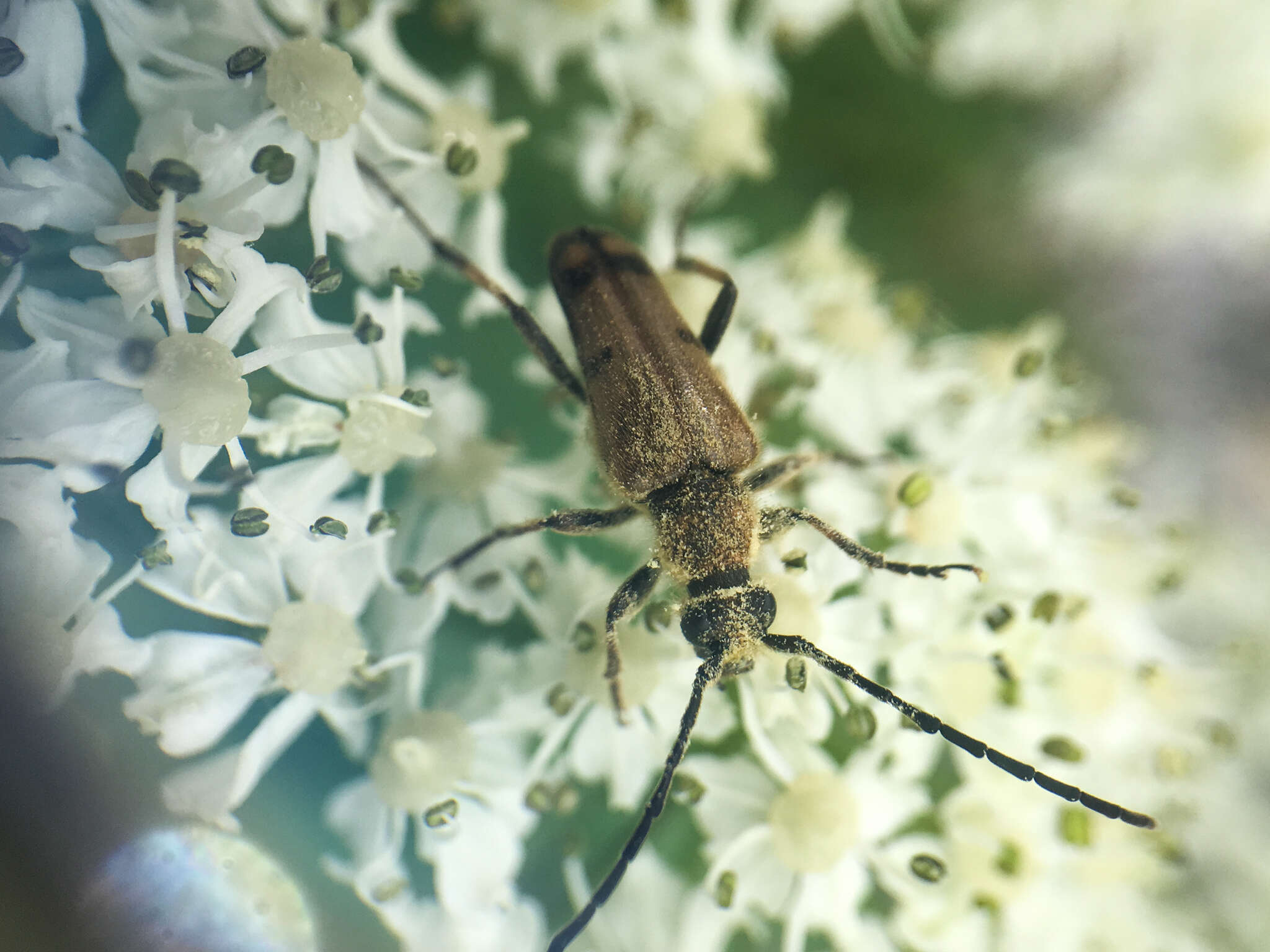 Image of Xestoleptura tibialis (Le Conte 1850)