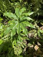 Arisaema thunbergii subsp. urashima (H. Hara) H. Ohashi & J. Murata的圖片