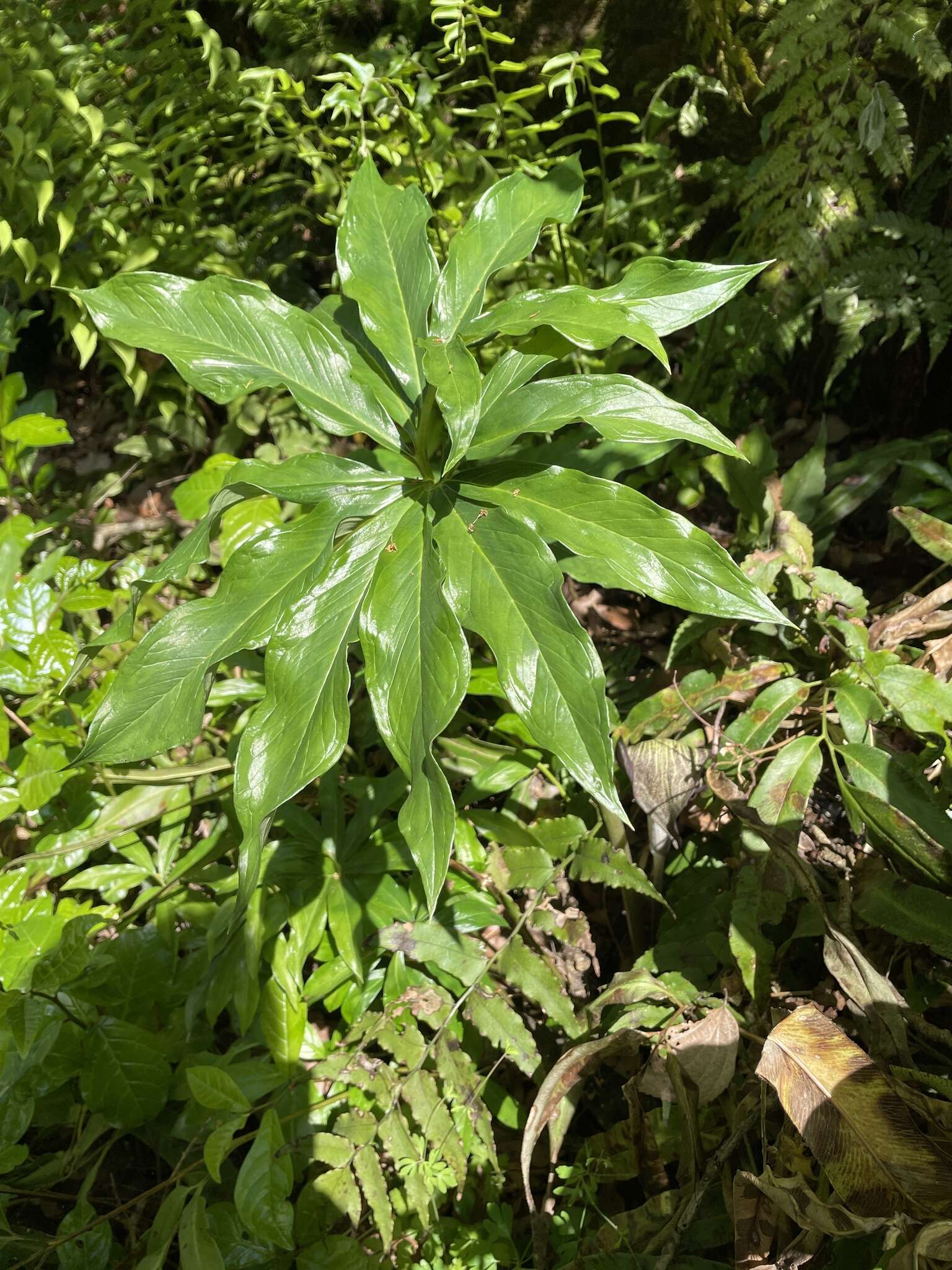 Image of Arisaema thunbergii subsp. urashima (H. Hara) H. Ohashi & J. Murata