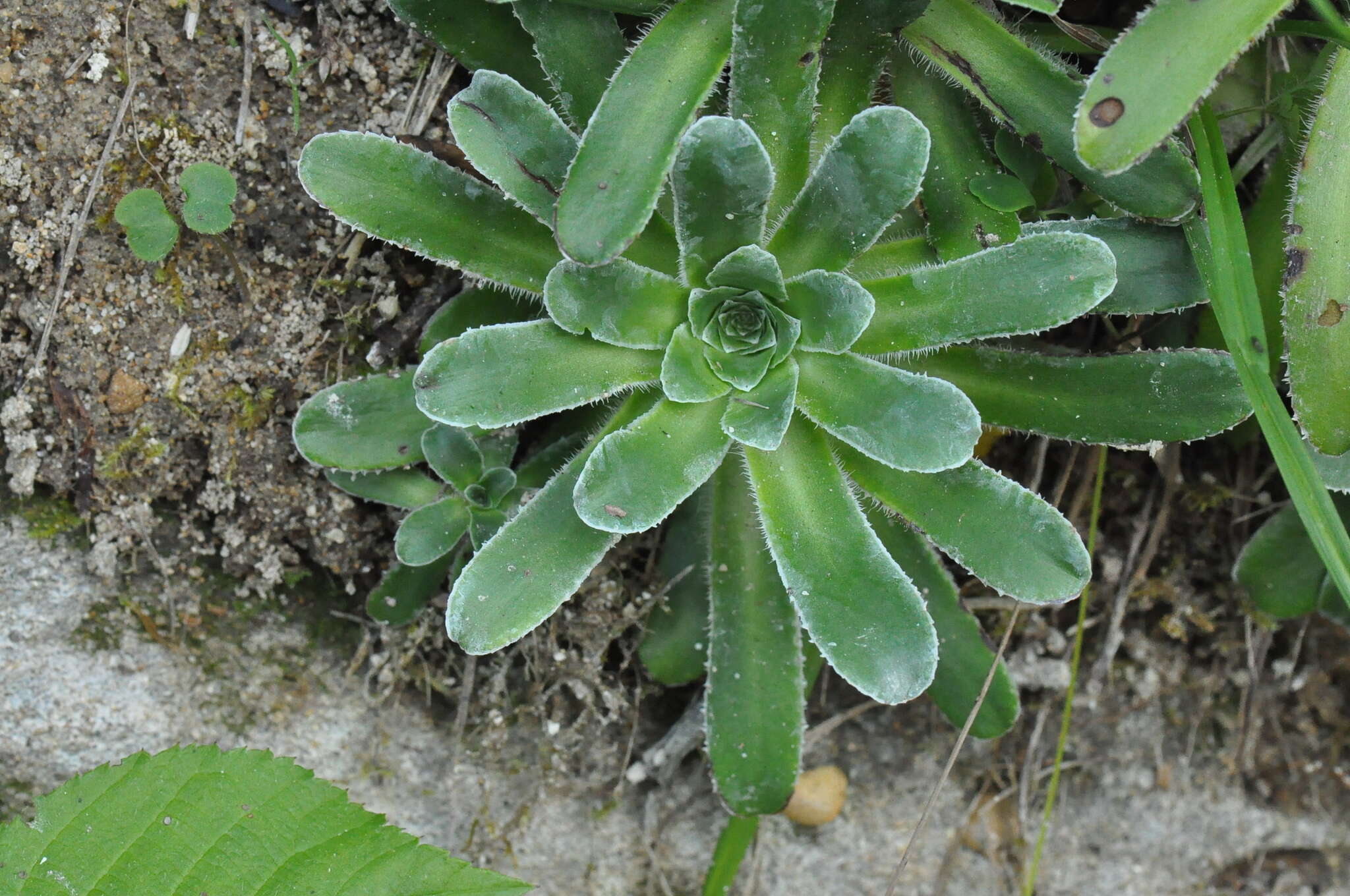 Слика од Saxifraga mutata L.