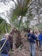 Imagem de Sabal brazoriensis D. H. Goldman, Lockett & Read