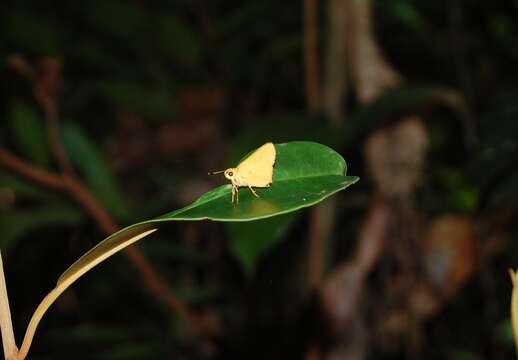 Image de Cupitha