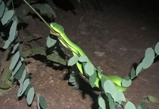 Image of Trimeresurus guoi Chen, Shi, Vogel & Ding 2021