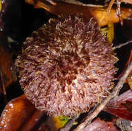 Image of Tricholomopsis scabra J. A. Cooper 2016