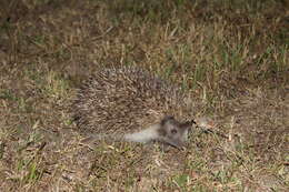 Image of Northern White-Breasted Hedgehog