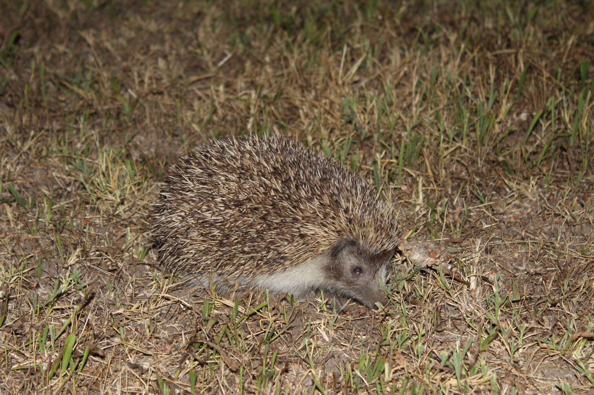 Image of Northern White-Breasted Hedgehog