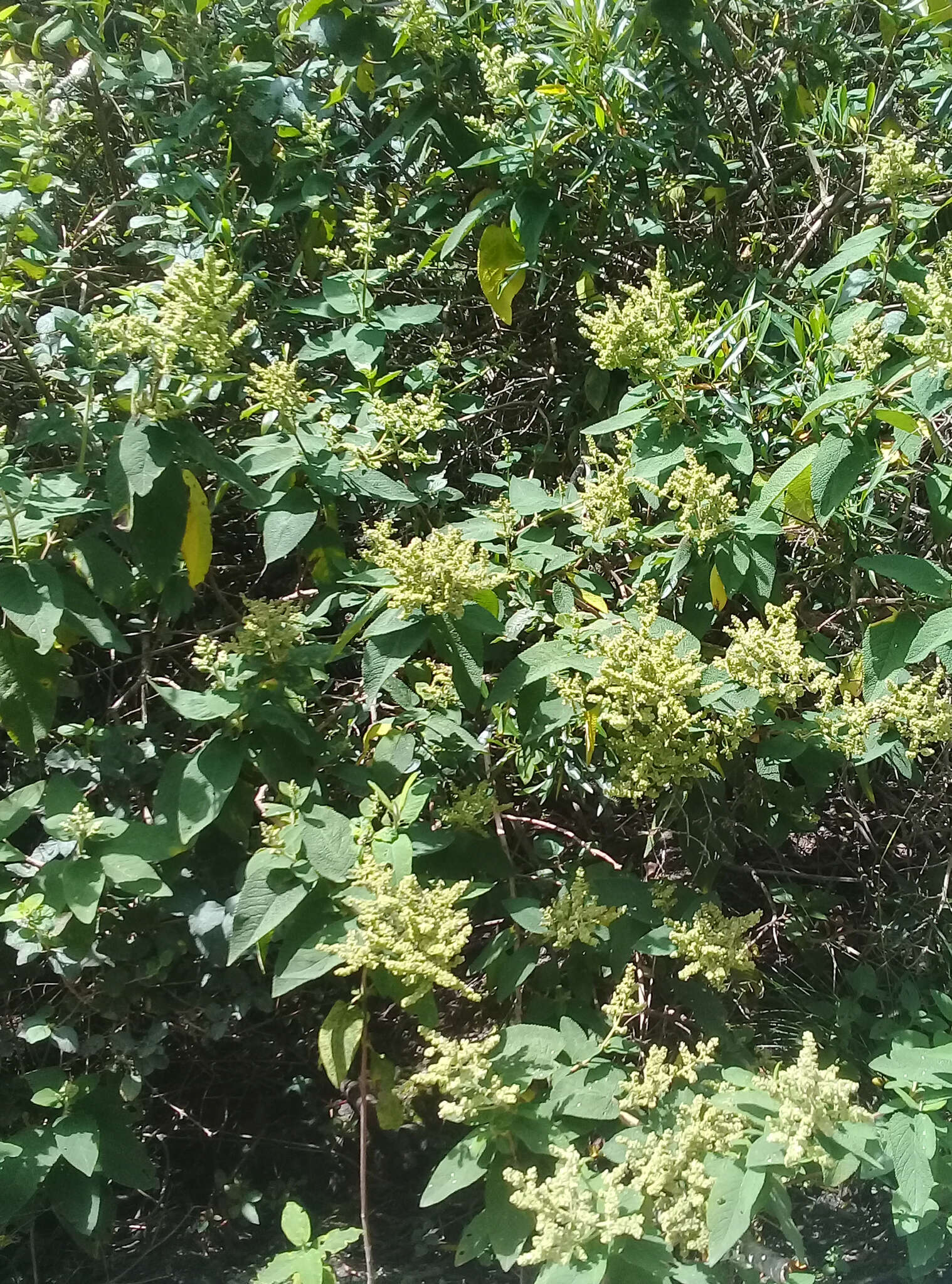 Слика од Lepechinia betonicifolia (Lam.) Epling