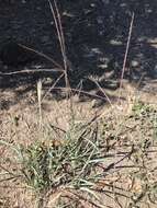 Image of umbrella grass