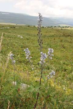 Image of Delphinium speciosum M. Bieb.