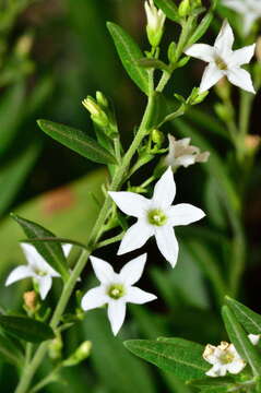 Image of Cyphanthera anthocercidea (F. Müll.) L. Haegi