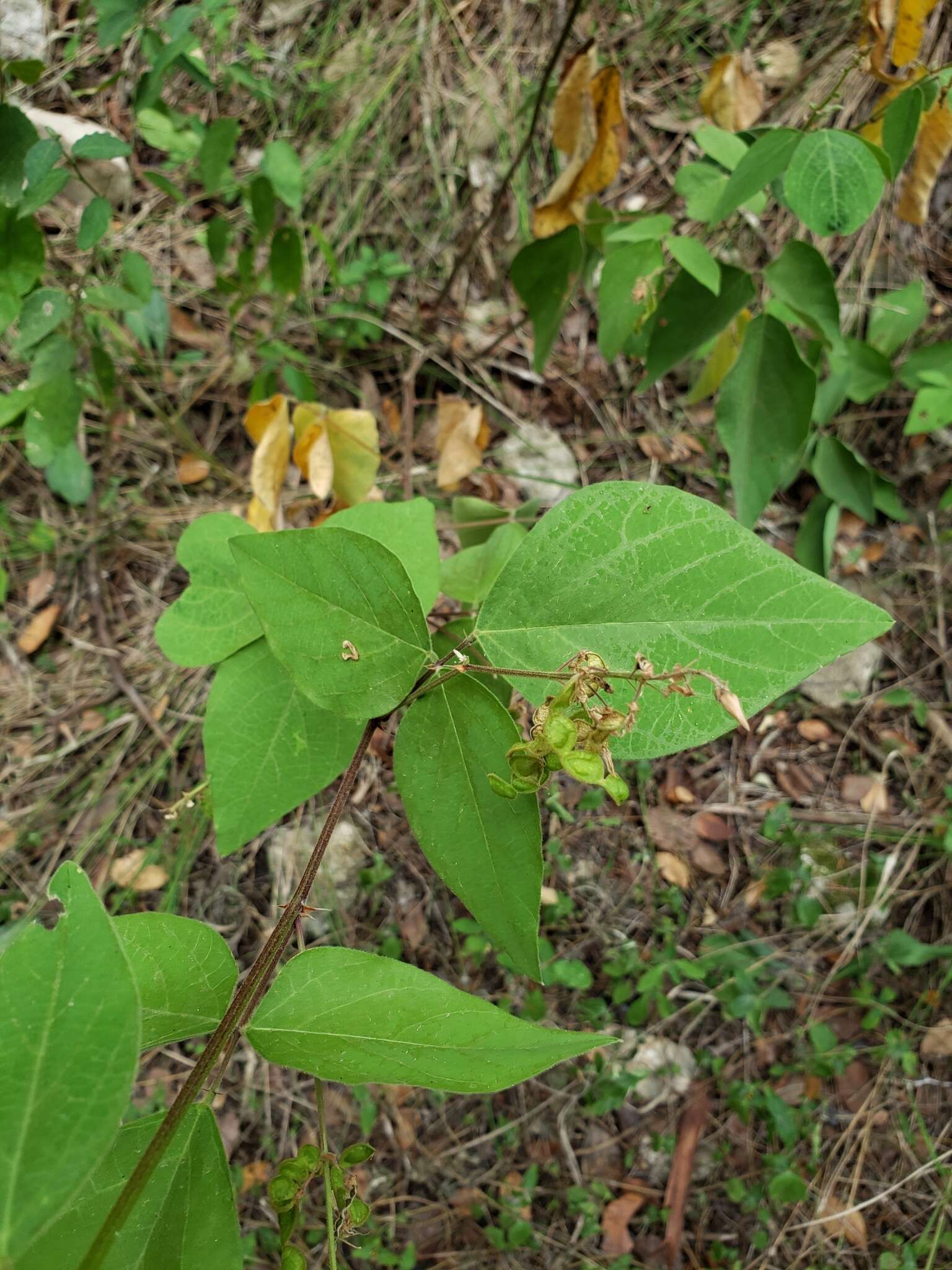 Image of Lindheimer's ticktrefoil