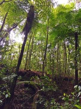 Image of Cyathea costaricensis (Mett. ex Kuhn) Domin