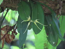 Imagem de Bulbophyllum macraei (Lindl.) Rchb. fil.