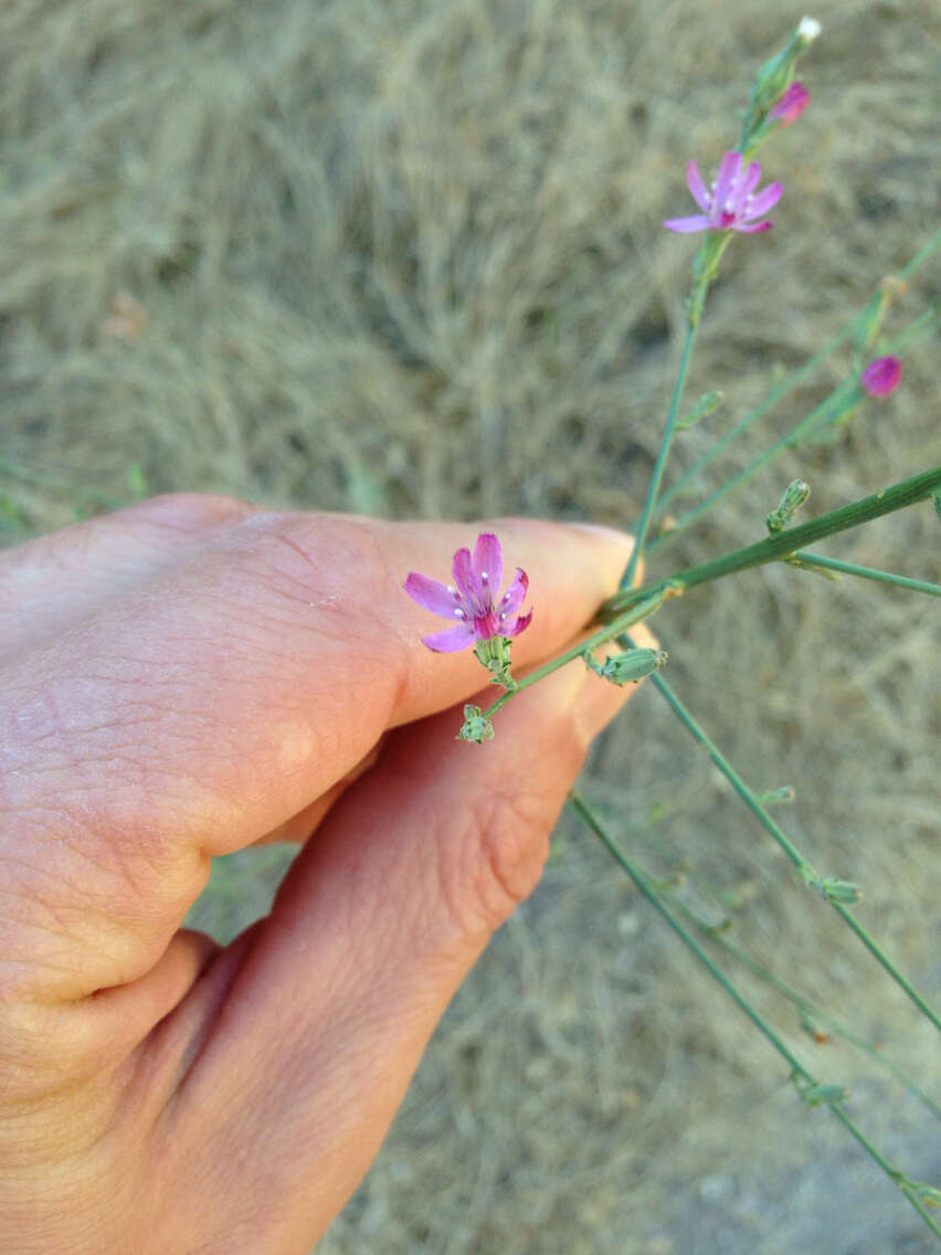 صورة Stephanomeria virgata subsp. pleurocarpa (Greene) Gottlieb