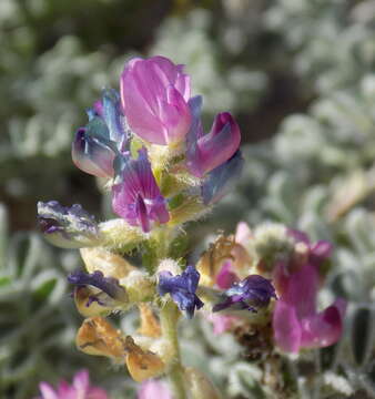 Image of Astragalus lentiginosus var. pseudiodanthus