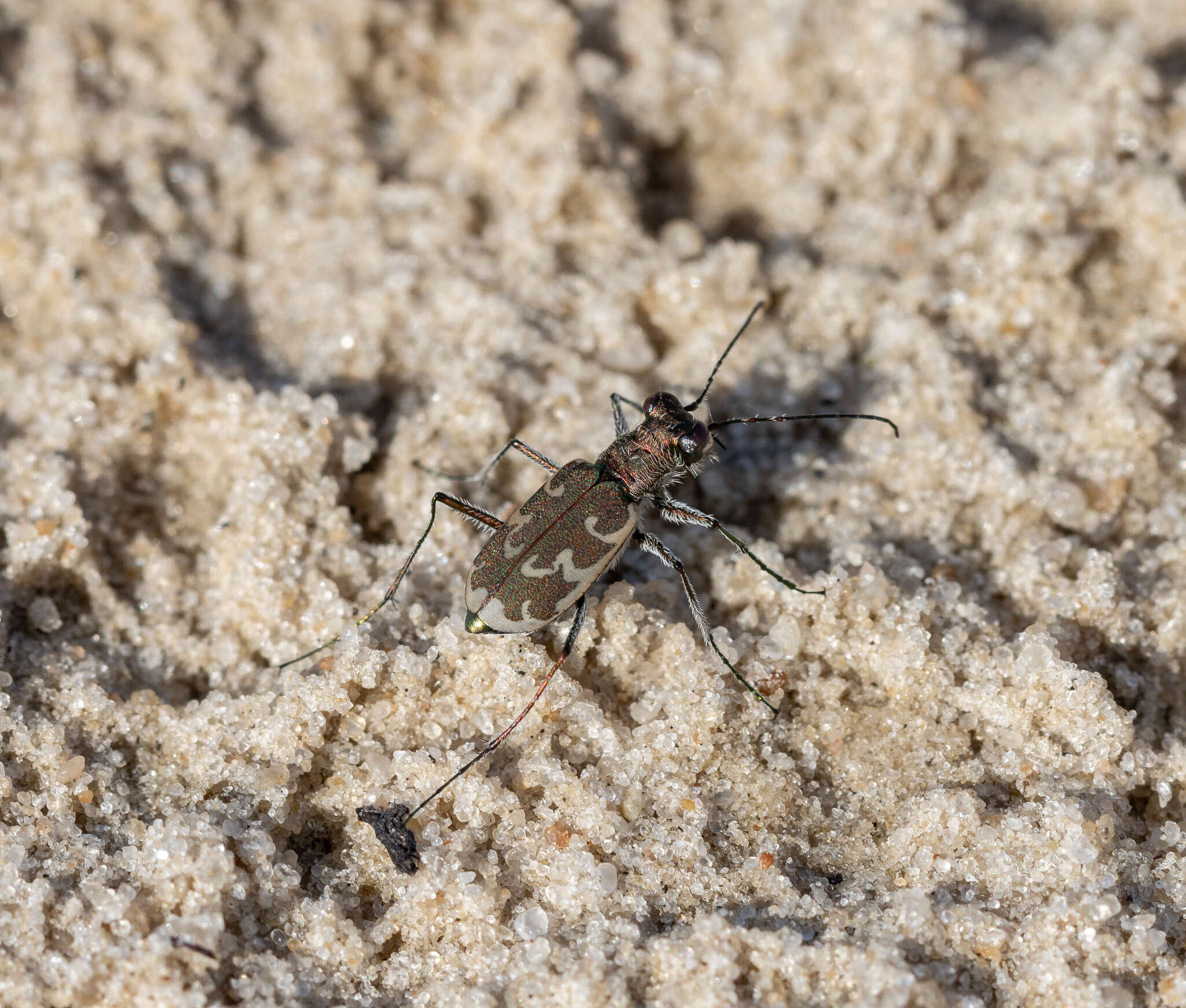 Image of Cylindera (Eugrapha) arenaria viennensis (Schrank 1781)