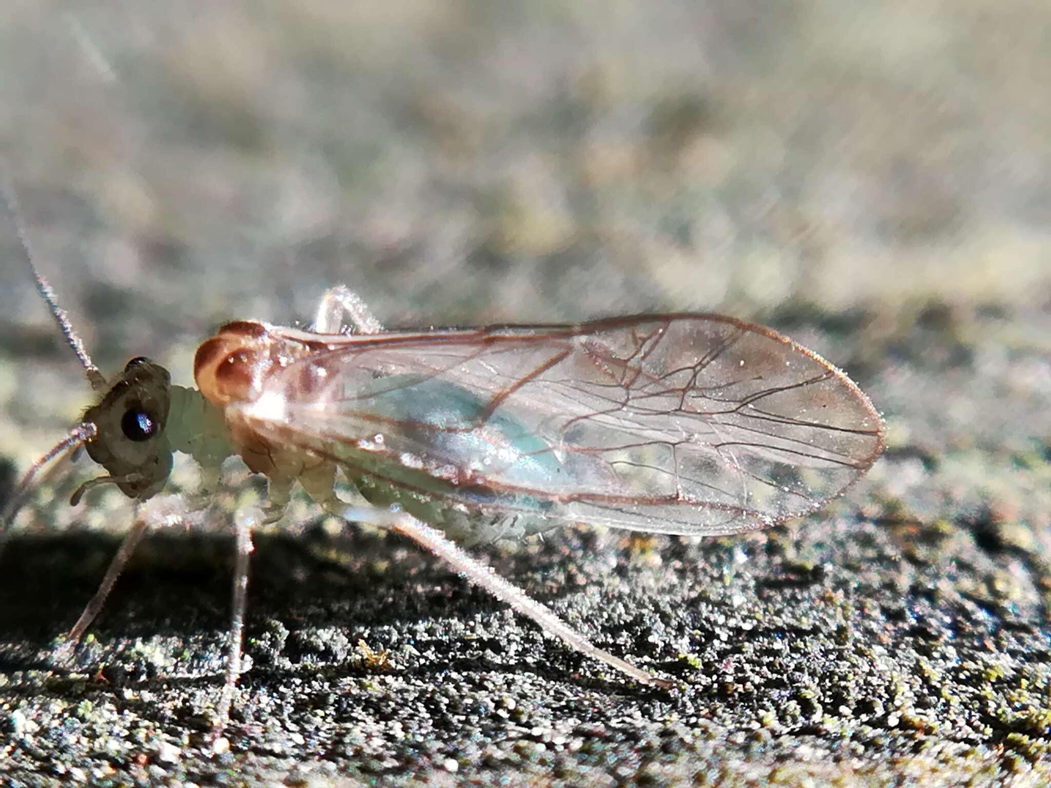 Stenopsocus immaculatus (Stephens 1836) resmi