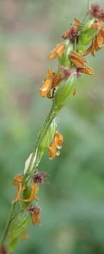 Image of broadleaf panicum