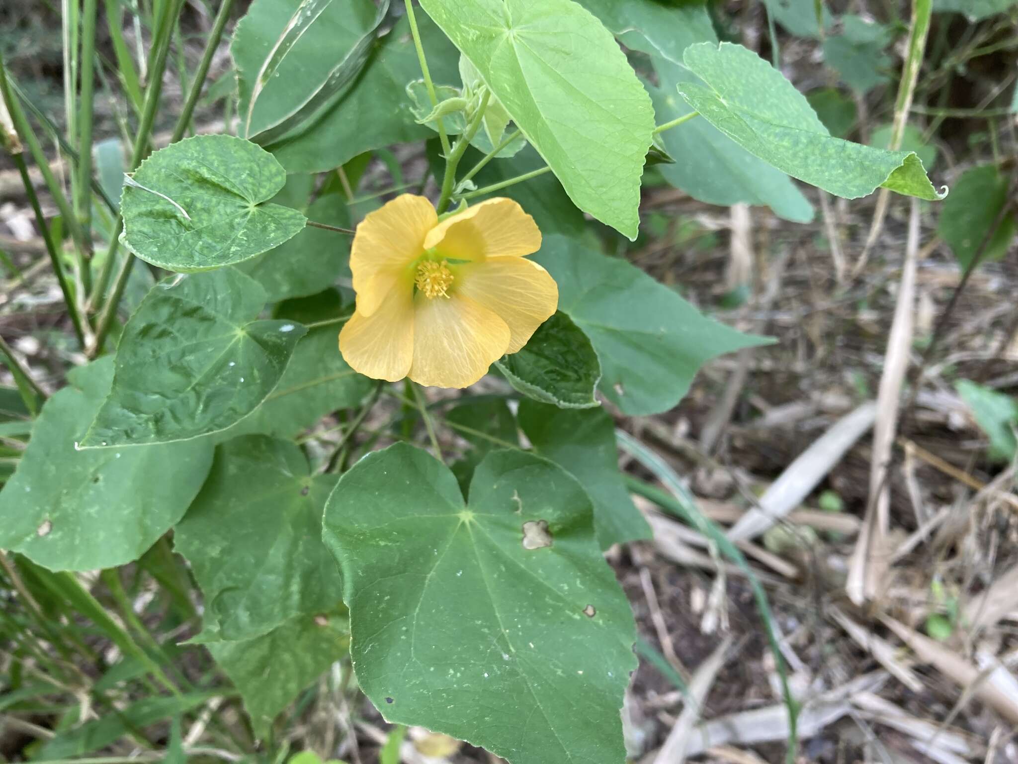 Image of whiteleaf Indian mallow