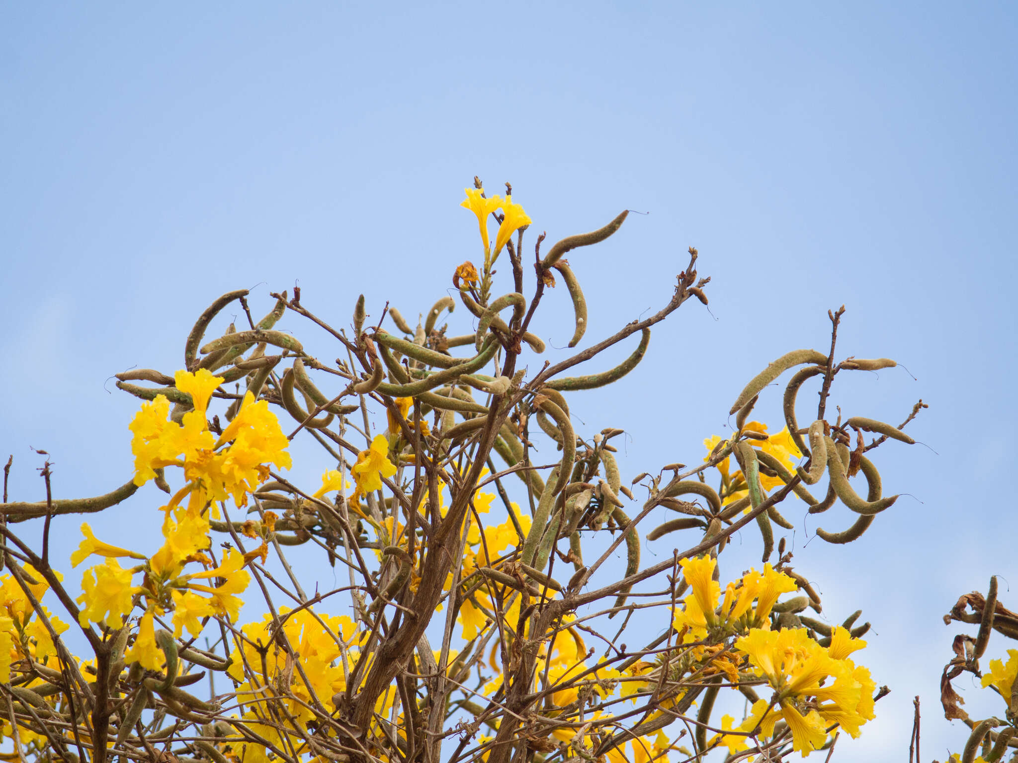 Image of Handroanthus ochraceus subsp. ochraceus