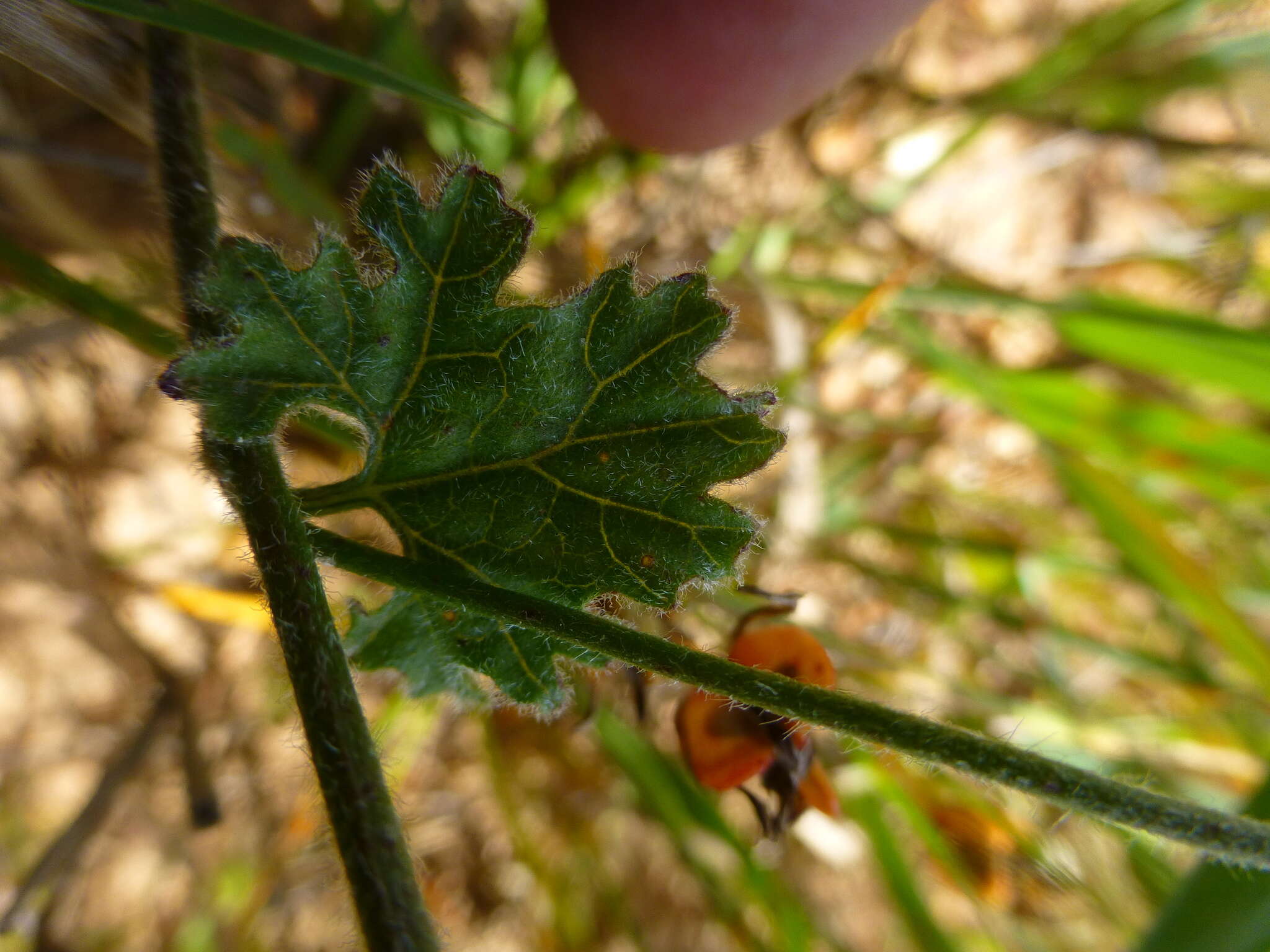 Image of Convolvulus capensis Burm. fil.