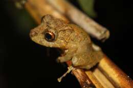 Image of Pristimantis labiosus (Lynch, Ruiz-Carranza & Ardila-Robayo 1994)