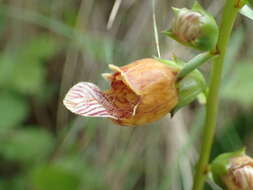 Imagem de Digitalis laevigata Waldst. & Kit.