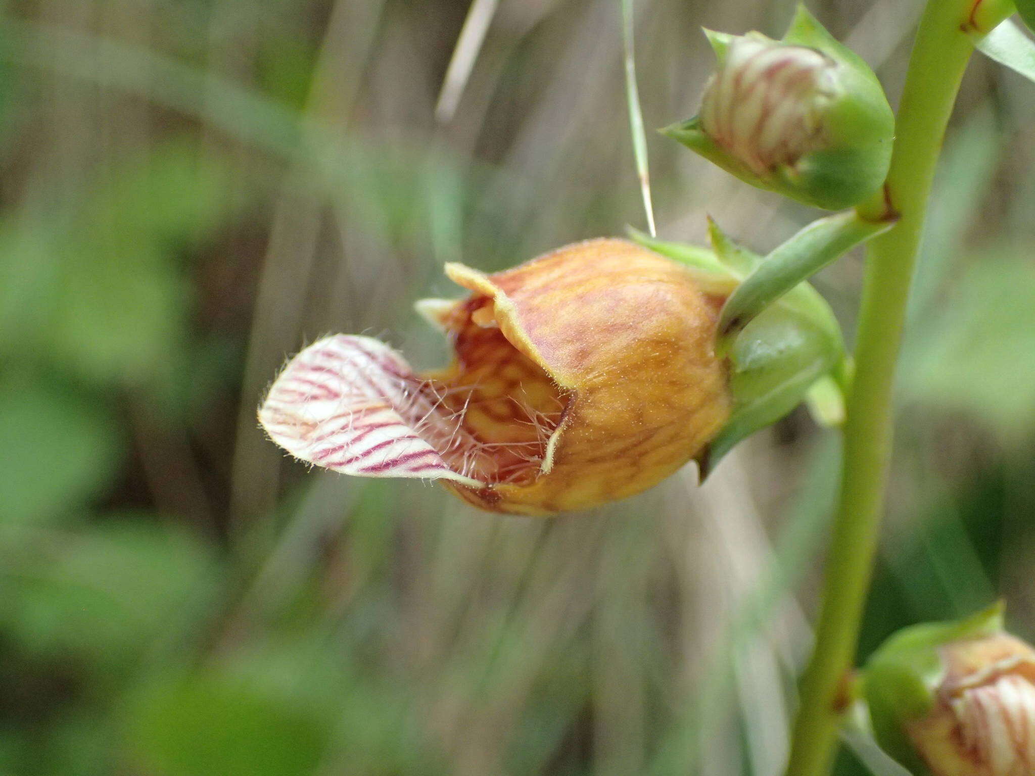 Imagem de Digitalis laevigata Waldst. & Kit.