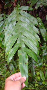 Plancia ëd Austroblechnum colensoi (Hook. fil.) Gasper & V. A. O. Dittrich