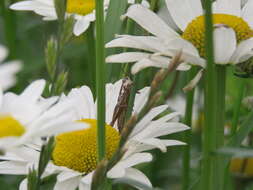 Bogotacris varicolor (Stål 1878)的圖片