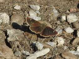 Image of Russet Skipperling