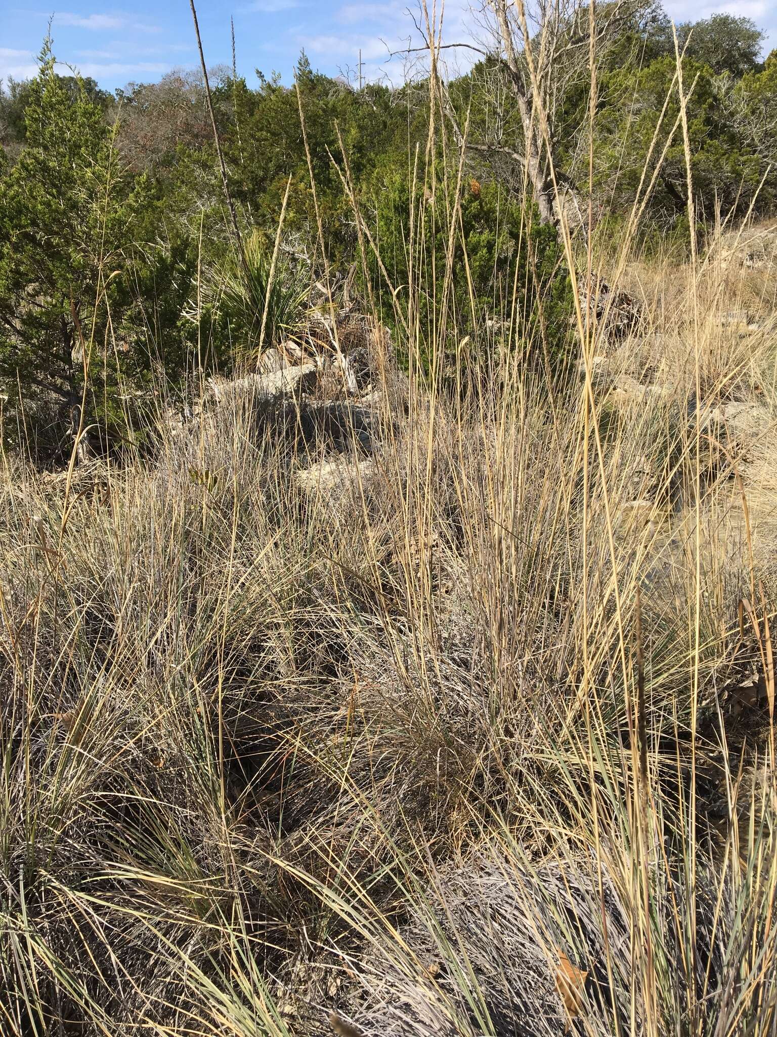 Plancia ëd Muhlenbergia lindheimeri Hitchc.