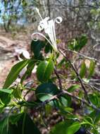 Plancia ëd Humbertioturraea malifolia (Baker) M. Cheek