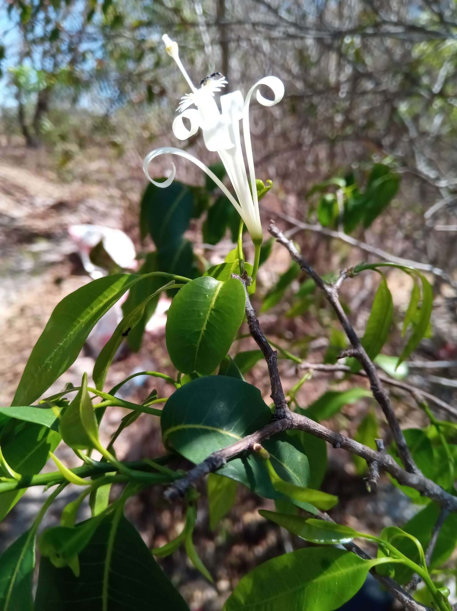 Image of Humbertioturraea malifolia (Baker) M. Cheek