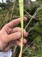 Imagem de Andropogon brachystachyus Chapm.