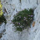 Image of Dianthus fruticosus subsp. rhodius (Rech. fil.) Runemark