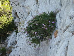 صورة Dianthus fruticosus subsp. rhodius (Rech. fil.) Runemark