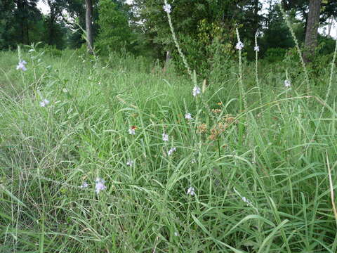 Image of Gulf vervain