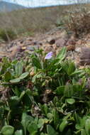 Blepharis integrifolia (L. fil.) E. Mey. & Drege resmi